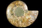 Agatized Ammonite Fossil (Half) - Madagascar #116802-1